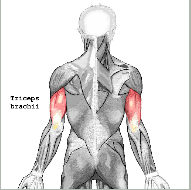 Training des Triceps