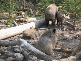 Skike Tour rund um Stuttgart - am Gehege der Wildschweine