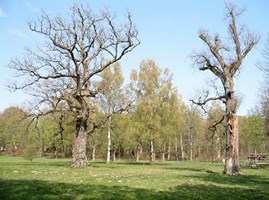 Skike Tour rund um Stuttgart -  Rotwildpark durch die Alleen