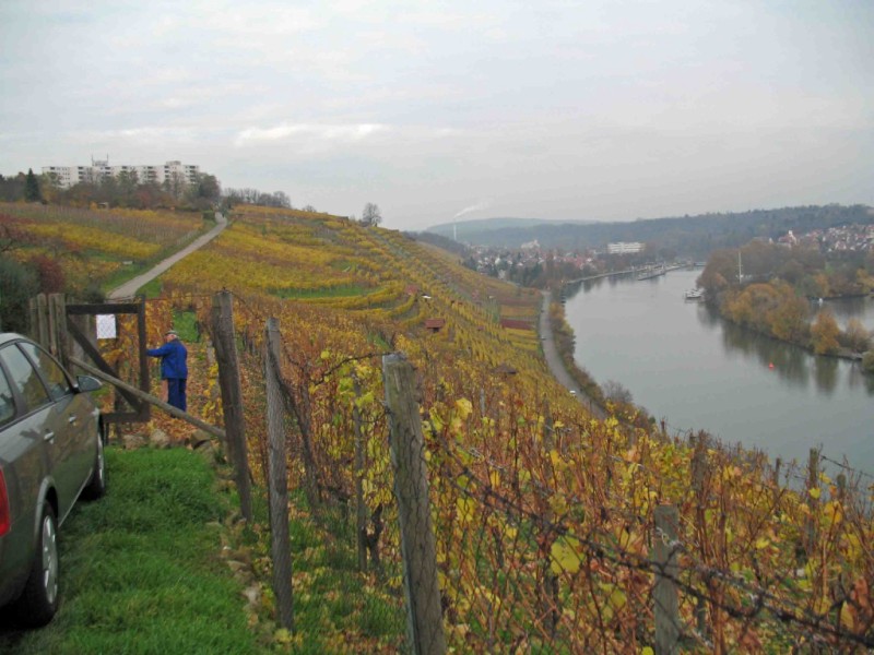 Fröhlich-gesund Skiken nahe Stuttgart -  Oben in den Weinbergen mit Blick auf den Neckar
