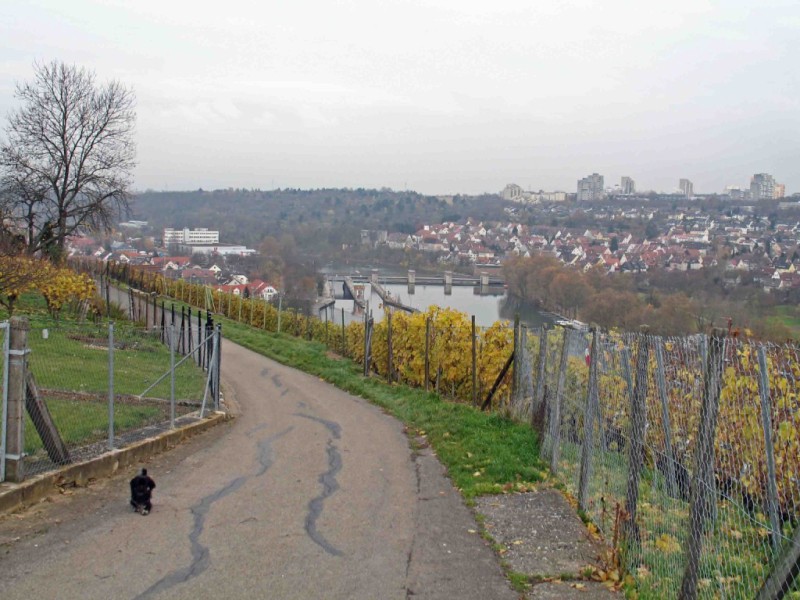 Fröhlich-gesund Skiken nahe Stuttgart -  Auf kleinen Wegen durch die Steillagen der Weinberge